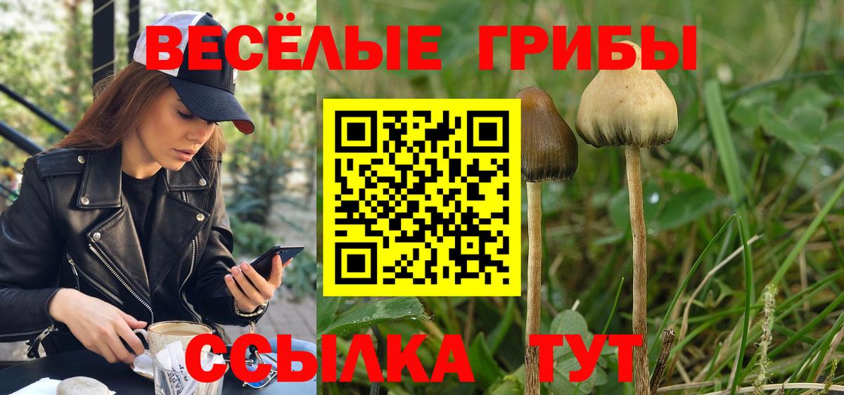 Галлюциногенные грибы Psilocybine cubensis Губкинский
